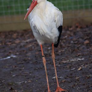 White stork - 8 November 2022