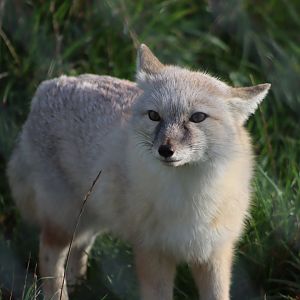 Corsac fox - 8 November 2022