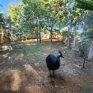Cassowary Exhibit