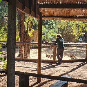 Grey Kangaroo in Labor