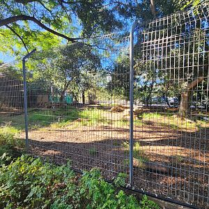 African Painted Dog Exhibit #1