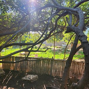 Painted Dog Exhibit #2