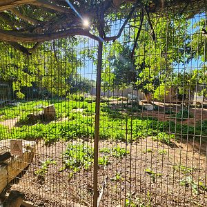 Painted Dog Exhibit #2