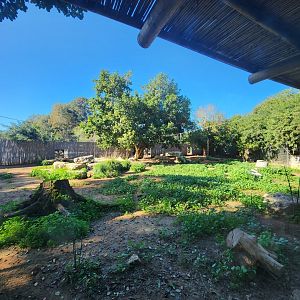 Painted Dog Exhibit #2