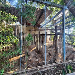 Indian Porcupine Exhibit