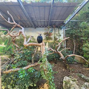 Black and White Casques Hornbill Exhibit #1