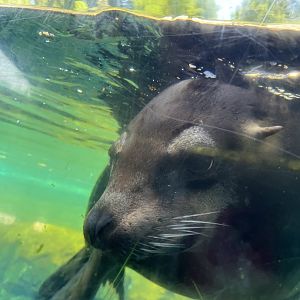California Sea Lion
