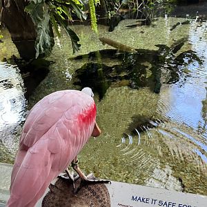 Roseate Spoonbill