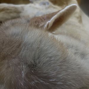 Fennec Fox