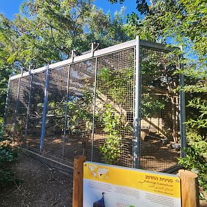Black and White Casques Hornbill / Guinea Fowl Exhibit #2
