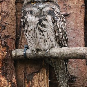 Tawny Frogmouth