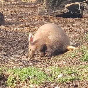 Aardvark outside temperature of just above freezing!