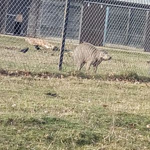 Babirusa in hardstand paddock at entrance of drive through