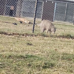 Babirusa in hardstand paddock at entrance to drive through