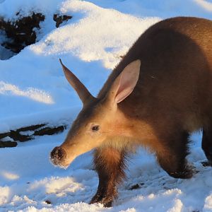 Aardvark in the snow