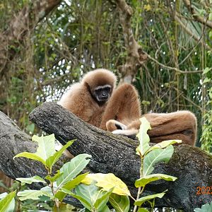 Lar Gibbon (Hylobates lar)