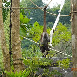 Brown Spider Monkey (Ateles hybridus)