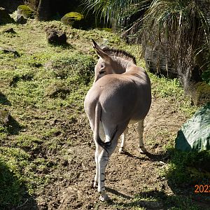 Somali Wild Ass (Equus africanus somaliensis)
