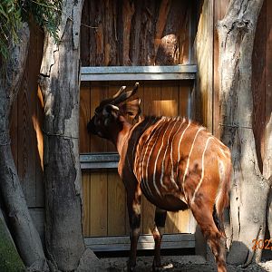 Eastern Bongo (Tragelaphus eurycerus isaaci)