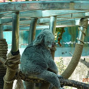 Northern Koala (Phascolarctos cinereus cinereus)