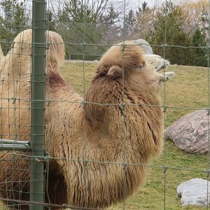 Bactrian camel