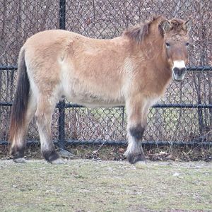 Przewalski's horse