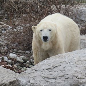Polar bear