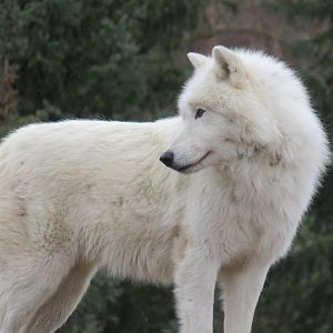 Arctic wolf