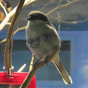 Loggerhead shrike
