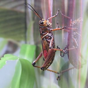 Eastern lubber grasshopper