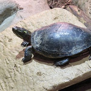Painted turtle