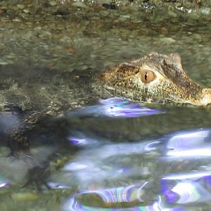 Cuvier's dwarf caiman