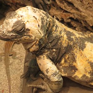 San Esteban chuckwalla