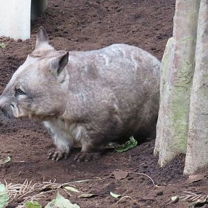 Southern hairy-nosed wombat
