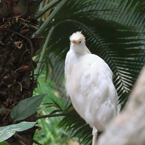 Cattle egret