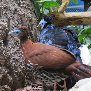 Malay crested firebacks