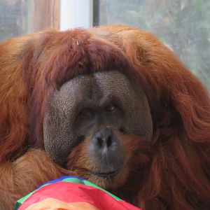 Sumatran orangutan