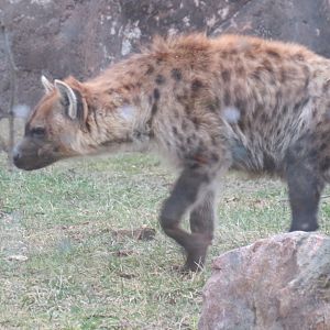 Spotted hyena