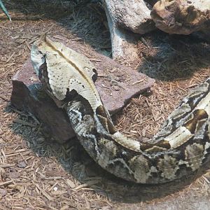 Gaboon viper