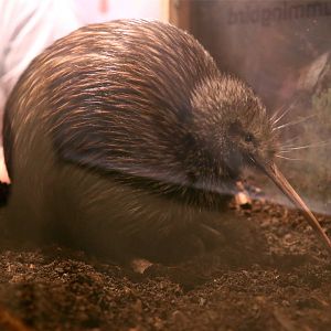 North Island Brown Kiwi (Apteryx mantelli), December 2016