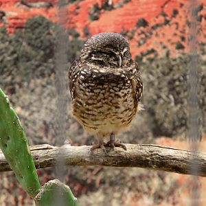 Burrowing Owl, December 2016