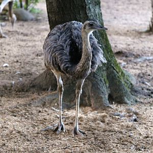 Greater Rhea, October 2015