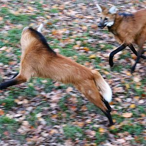 Maned Wolf Brothers Chasing, November 2017