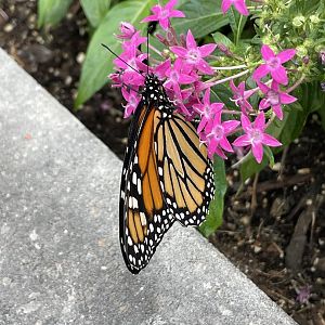 Monarch butterfly