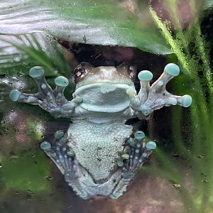 Amazon milk frog