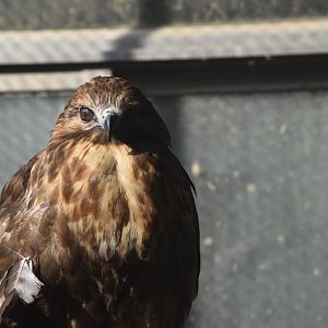 eastern buzzard / Japanese buzzard (Buteo japonicus)