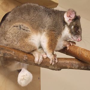 Ring Tailed Possum (Pseudocheirus Peregrinus)