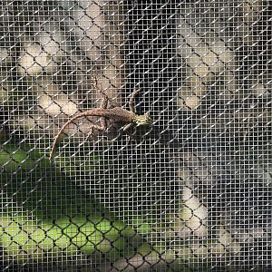 A Wild Lizard (He is not contained)