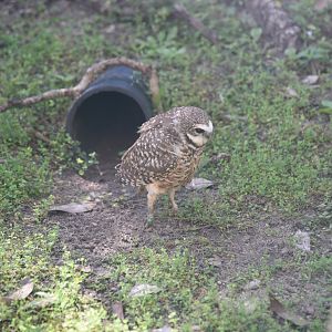 Burrowing Owl