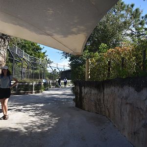 Walkway to American Black Bear